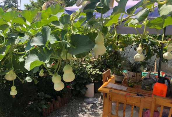 盆栽葫芦为什么不长6 盆栽葫芦的种植方法