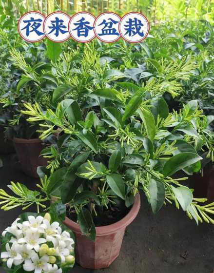夜来香为什么夜里开花 夜来香为什么在夜间开花夜来香几点开花