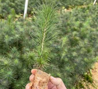 马尾松树苗多少钱一棵 湿地松每亩种植多少棵湿地松的种植距离