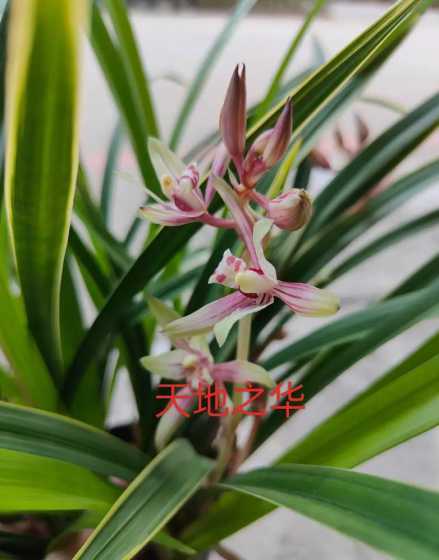 兰花的是什么季节开花 兰花什么时候开