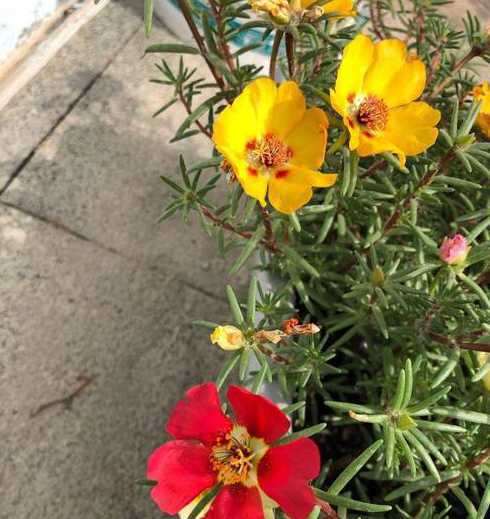 太阳花里面叫什么颜色 太阳花有什么颜色