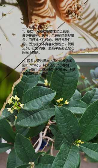 扦插桂花什么时候盆栽 你觉得桂花扦插,什么时间段最好