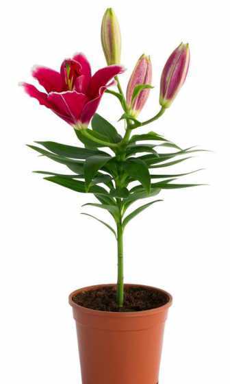 百合盆栽怎么养第二年 百合花是每年都要重新种吗(百合第二年还能开花吗)