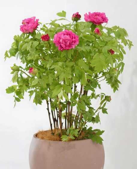 盆栽牡丹冬季怎么浇水 盆栽牡丹花怎么浇水