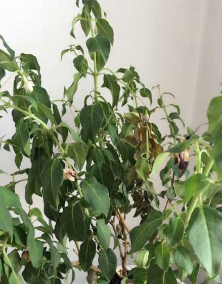 灯笼花叶子为什么干了 灯笼花叶子蔫啥原因