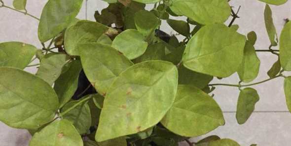 茉莉叶子黄了怎么处理 茉莉花叶子发黄是怎么回事