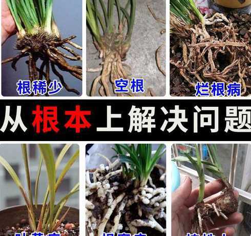 兰花上盆生根粉怎么 兰花怎么用多菌灵和生根粉