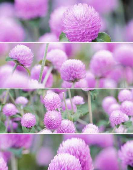 粉色小花球小叶什么花 这是什么花三片叶子开粉色小花