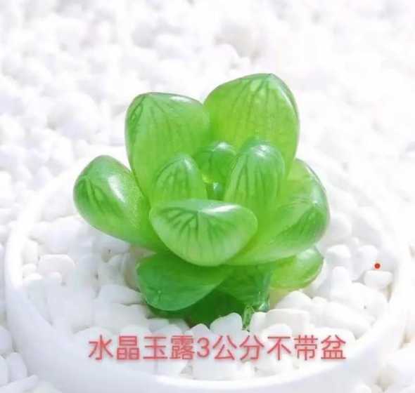 冰灯玉露用什么土养好 冰灯玉露的养殖方法和注意事项