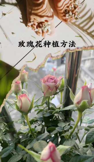 没有根的玫瑰花怎么养 怎么才能让没有根的玫瑰花活起来