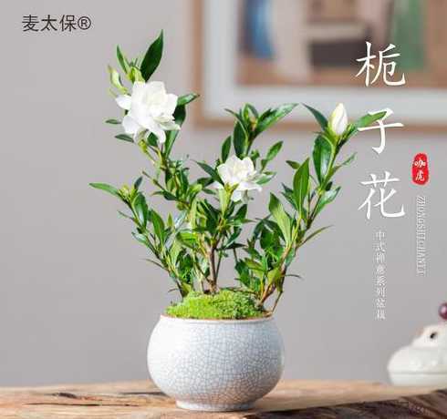 这个季节种什么盆载花 懒人花盆适合种哪些花