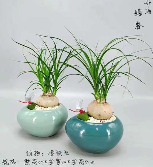 酒瓶兰用什么花盆养殖 酒瓶兰的养殖方法是什么适合家养吗
