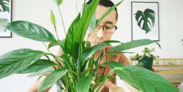 怎么通过叶片判定浇水 墨兰如何浇水