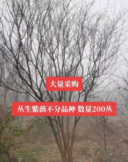 丛生紫薇树多少钱一棵 六公分的紫薇多少钱一棵