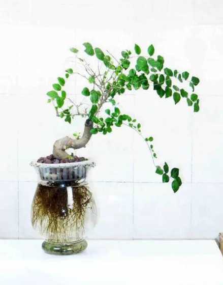 没有土的盆景怎么护养 盆景怎么养