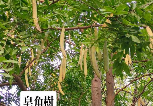 种植皂角树有什么价值 皂角树种植的前景分析