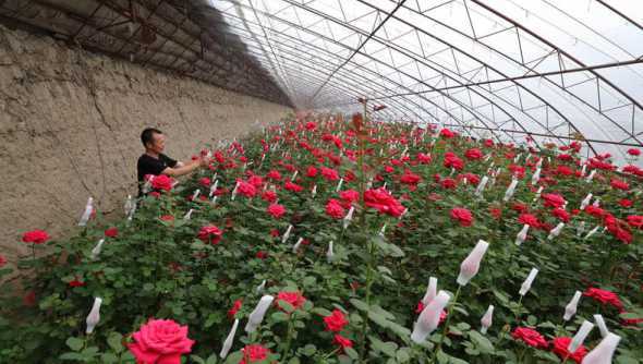 玫瑰花生活在什么环境 玫瑰花在什么环境上生长
