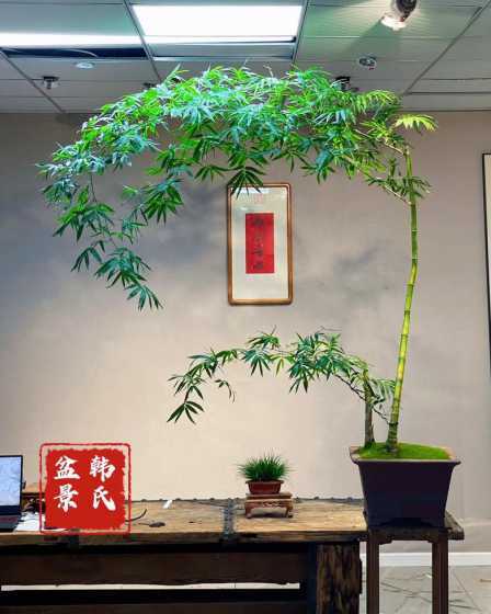 竹子盆景冬天怎么过冬 家里的绿化盆景在冬天怎么养护才能养得好