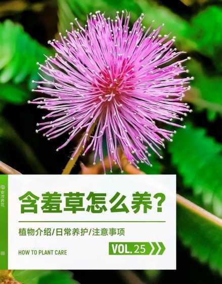 含羞草怎么养怎么打开 含羞草不开叶子怎么回事