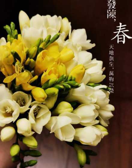 小苍兰开完花怎么处理 小苍兰开花后怎么处理