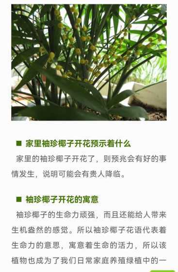 袖珍椰子什么时候开花 袖珍椰子开花吗