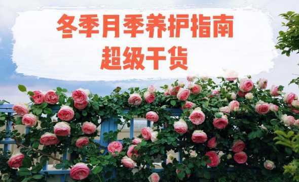 河南冬季月季怎么过冬 室外月季花怎样过冬