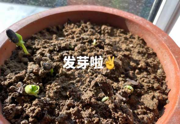 腊梅小苗什么时候移栽 如何种植腊梅,什么时候种