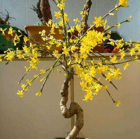 怎么让盆栽长得更粗壮 盆栽怎么修剪变粗