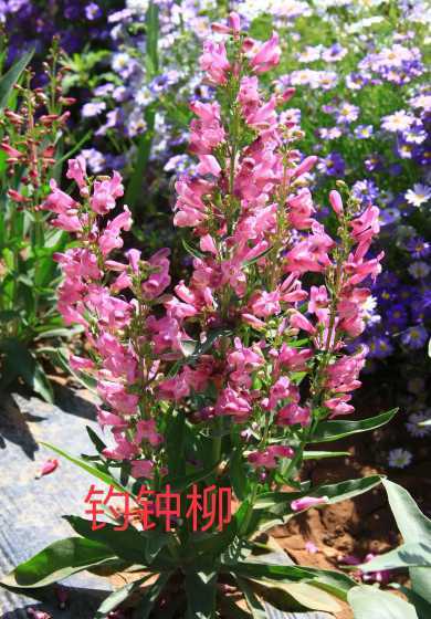 多年生花卉有哪些种类 草本花卉有哪些