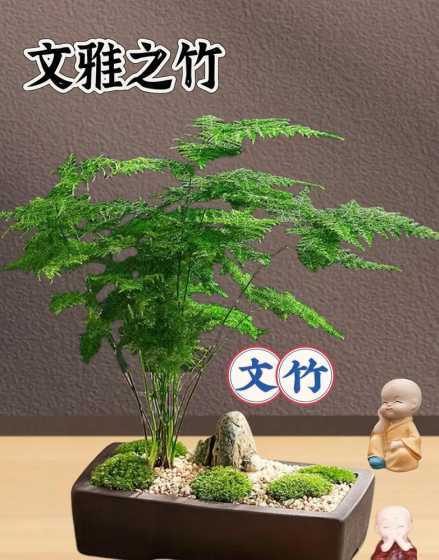 为什么有的文竹有香味 文竹形状描写作文