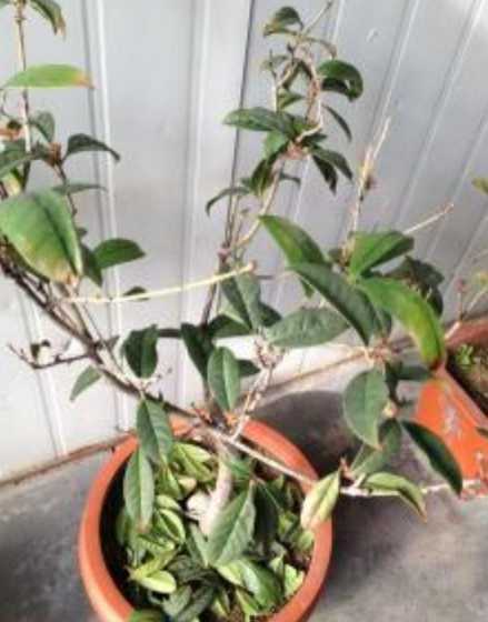 盆栽桂花掉叶子怎么办 四季桂花总掉叶子怎么办