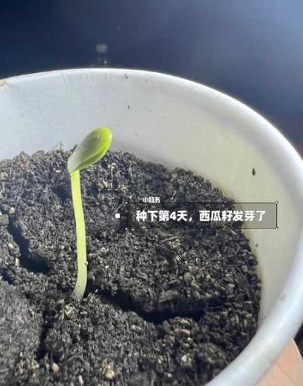 盆栽西瓜冬天怎么过冬 盆栽西瓜种植方法_怎样盆栽西瓜