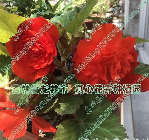 球根夫妻海棠怎么插枝 球根海棠和夫妻海棠的区别是什么 球根海棠的养殖方法