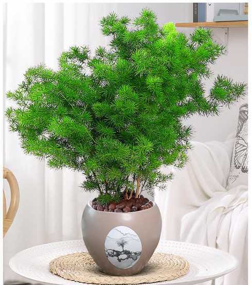 什么品种松树是个盆栽 盆栽松树有多少品种