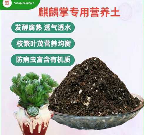 麒麟掌怎么养用什么土 麒麟掌用大盆还是用小盆好,麒麟花适合用什么花盆