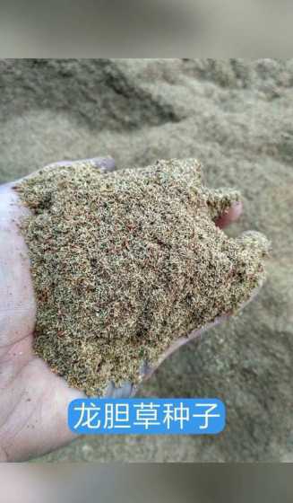 玉龙草的种子长什么样 玉龙草开花吗,开花什么样子