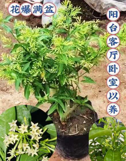 养花让他怎么样长得快 养花技巧,怎么样才能让植物长得更快