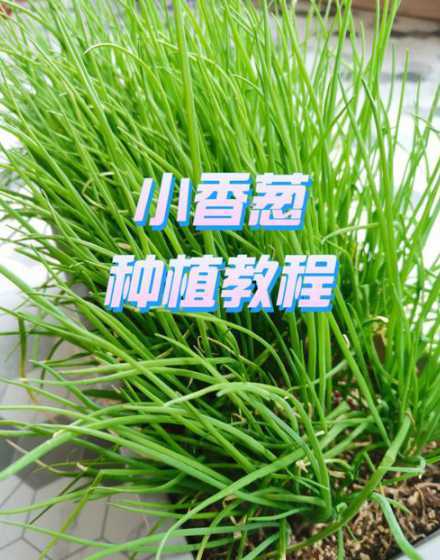 怎么样种小香葱的根多 怎么样种葱长得好