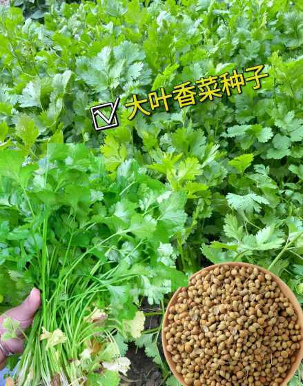 阳台种香菜用什么土好 阳台香菜种植的方法