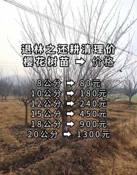 樱花树一亩地多少棵苗 10亩樱桃需要投入多少