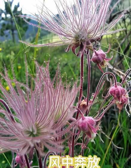 什么花适合在北方生长 北方适合栽种什么浓香花树