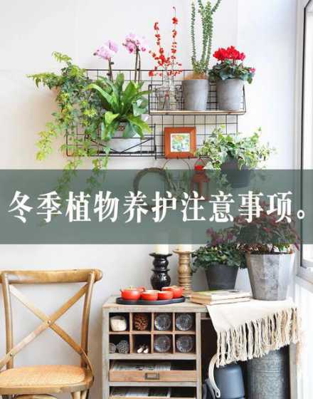 盆栽冬天注意什么地方 养金桔盆栽,冬天要注意什么呢