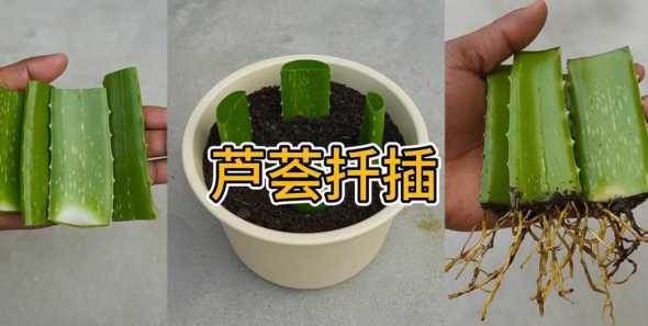 芦荟分株什么季节扦插 芦荟怎么分株移栽