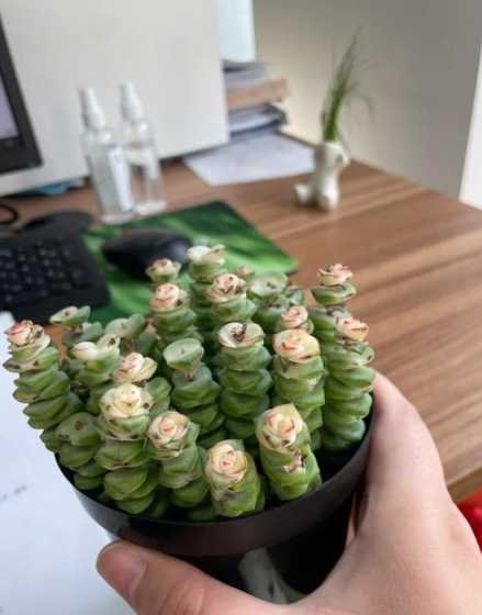 钱串叶片发黑怎么处理 钱串叶片发黑怎么办