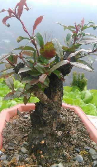 红叶石楠盆栽用什么土 家养盆栽红叶石楠的养殖方法和注意事项是什么