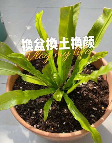 根系长满的花怎么换土 怎么给花换盆和注意事项