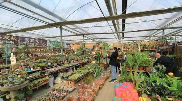石家庄有哪些花卉市场 石家庄鲜花批发市场在哪里