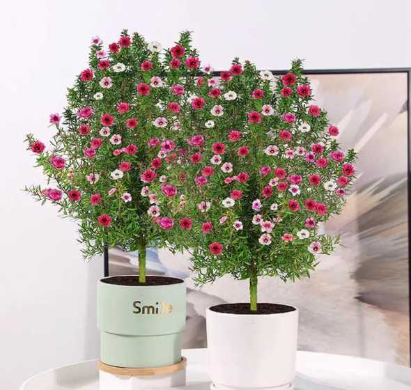 红梅盆栽适合送什么人 红梅盆栽可不可以放在卧室