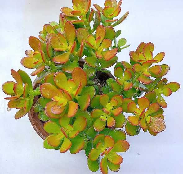 多肉摇钱树学名是什么 多肉植物——摇钱树的习性