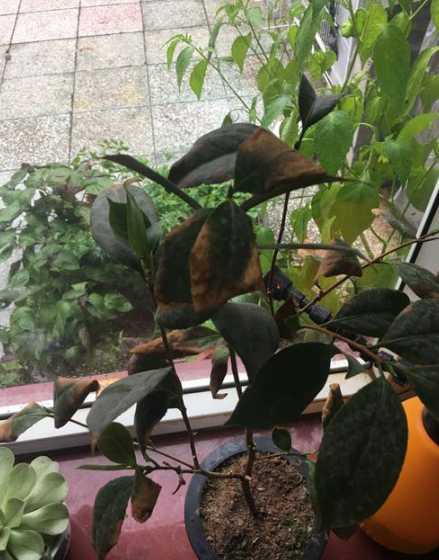 山茶花掉叶子怎么回事 茶花总掉叶子是怎么回事
